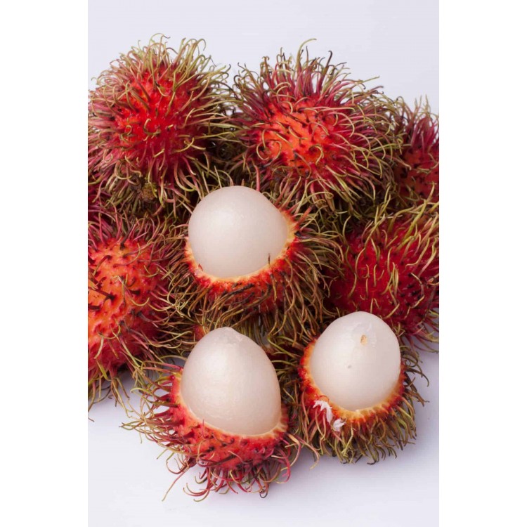 LYCHEE (LIBRA)