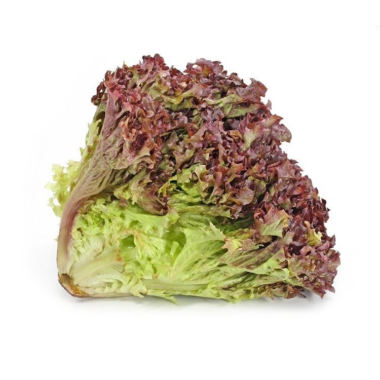 LECHUGA CRESPA MORADA (UNIDAD)